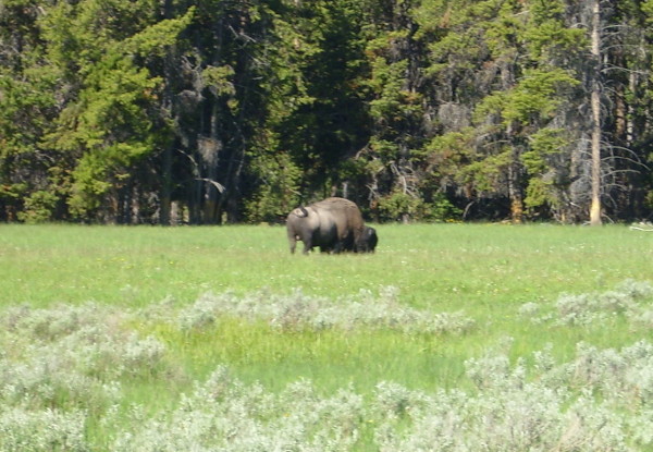 Buffalo