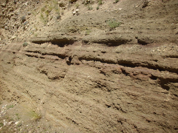 Cambrian beds