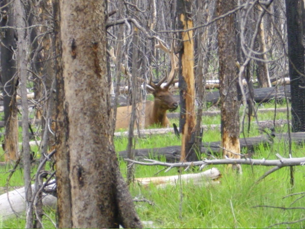 Elk