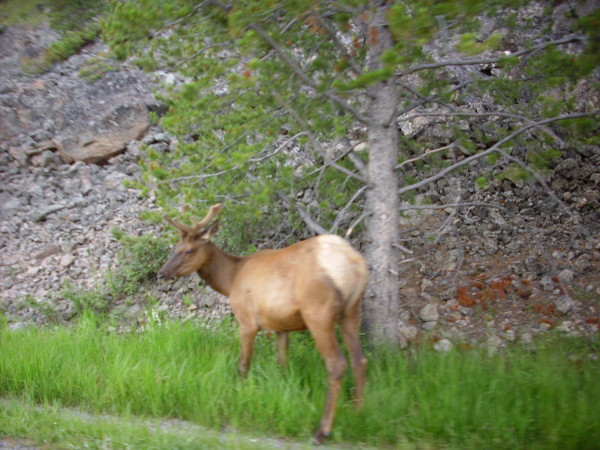 Elk