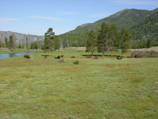 Buffalo herd