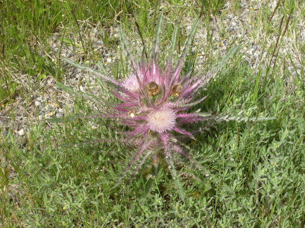 Thistle