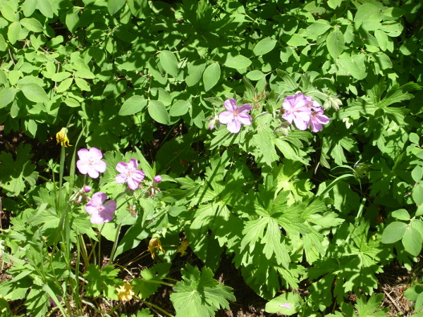 Wildflowers