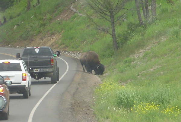 Bison