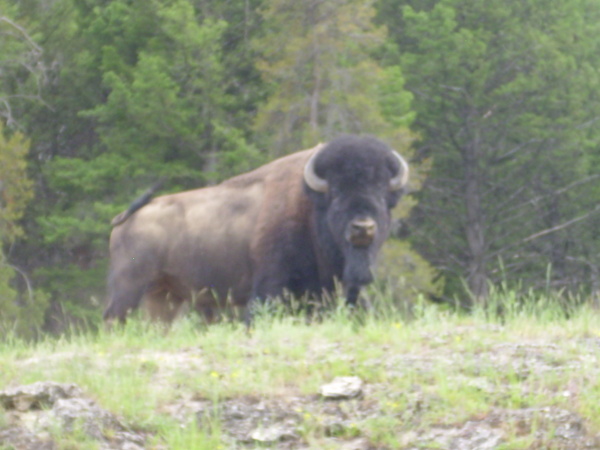 Bison