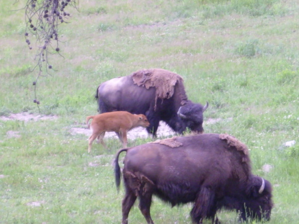 Bison