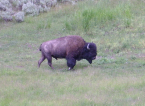 Bison