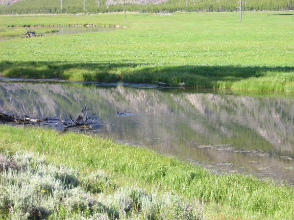 Family of ducks