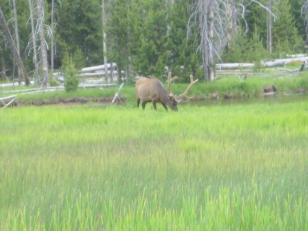 Elk