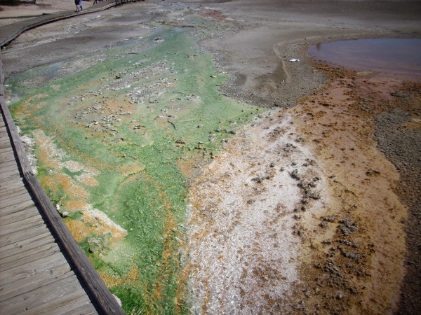 Green sulfur bacteria