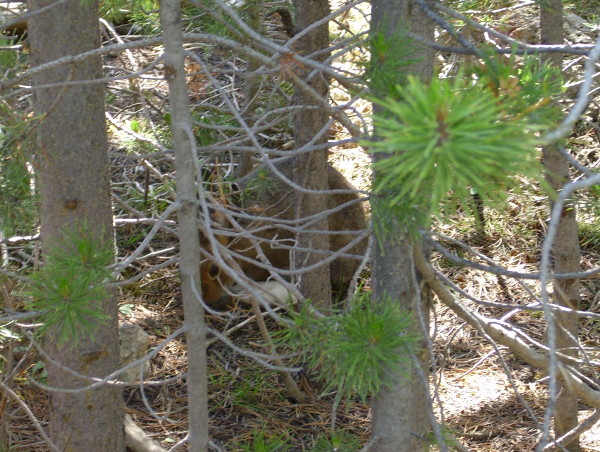 Snowshoe hare