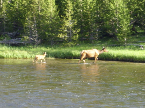 Elk!