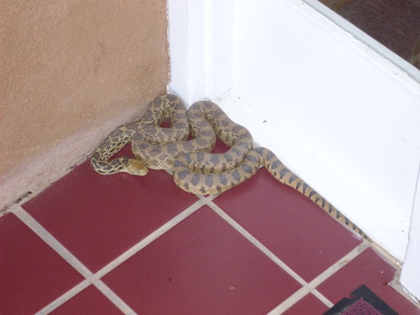 Bullsnake