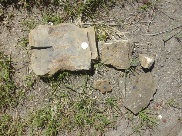 Pierre Shale fossils