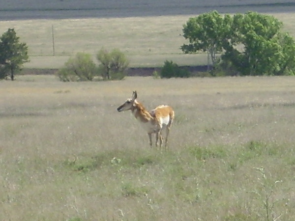 Pronghorn