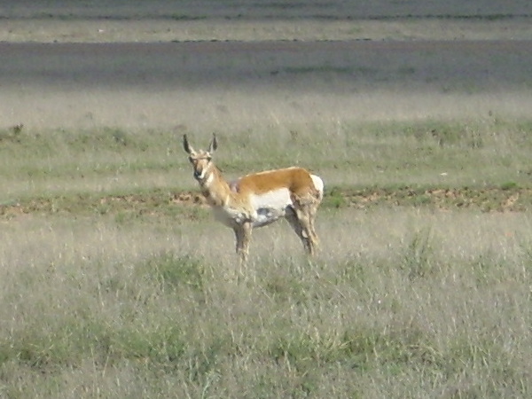 Pronghorn