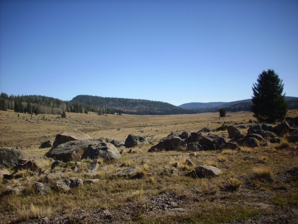 Mountain meadow on the La Grulla Plateau