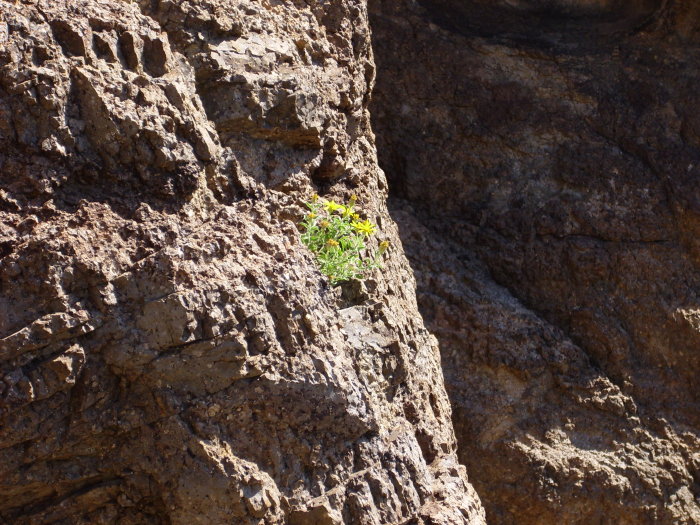 Daisy in a boulder