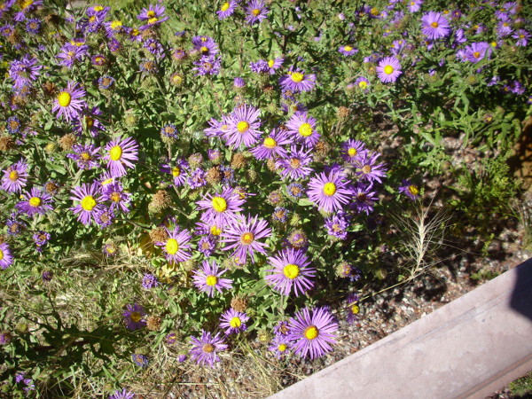 Mountain asters