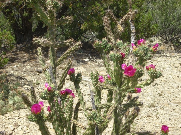 Cholla cactus in bloom
