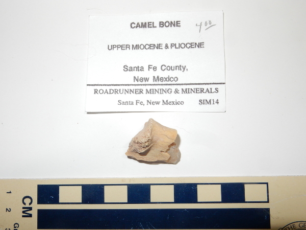 Camel bone
          fragment