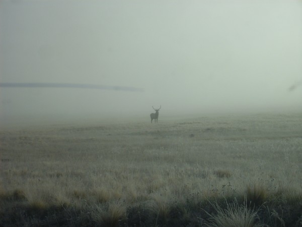 Elk stag in the fog at Valle Grande