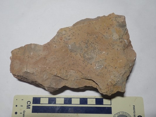 Fossil-rich
          Madera Group limestone