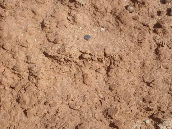 Painted Desert Member close up